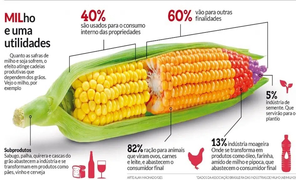 Cultivo de Milho: Guia Completo para uma Lavoura Produtiva