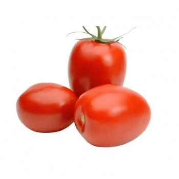 SEMENTE TOMATE HIB. DA VINCI - 1000 SEMENTES