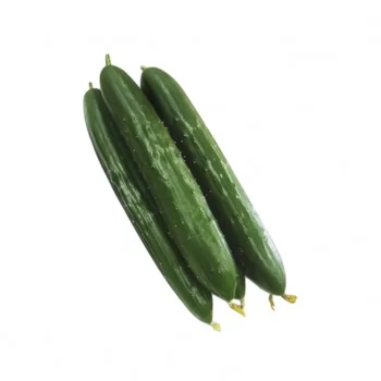 SEMENTE PEPINO H. TAIKO 1000 SEMENTES - SAKATA