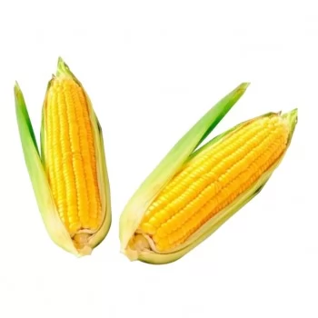 SEMENTE MILHO HIB. SABOROSO BRS 3046 2KG - GRANSAFRA