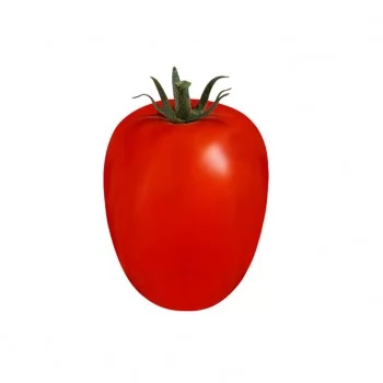 SEMENTE TOMATE AF35044 H. MASSERATTI 1000 SEMENTES - SAKATA