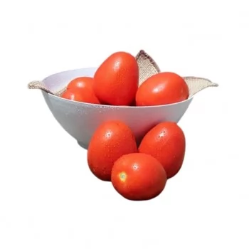 SEMENTE TOMATE HIB. COLT CLAUSE - 1000 SEMENTES