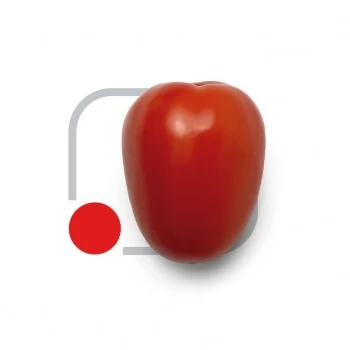 SEMENTE TOMATE HIB. DANTE (BR18S014) - 1 MX